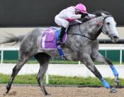 Consistent sprinter Captain Obvious showing off his winning style.<br>Photo by Singapore Turf Club